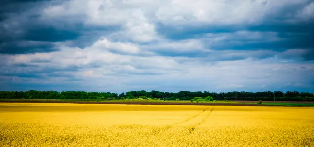 green trees under white clouds and blue sky during daytime by Olga Subach courtesy of Unsplash.